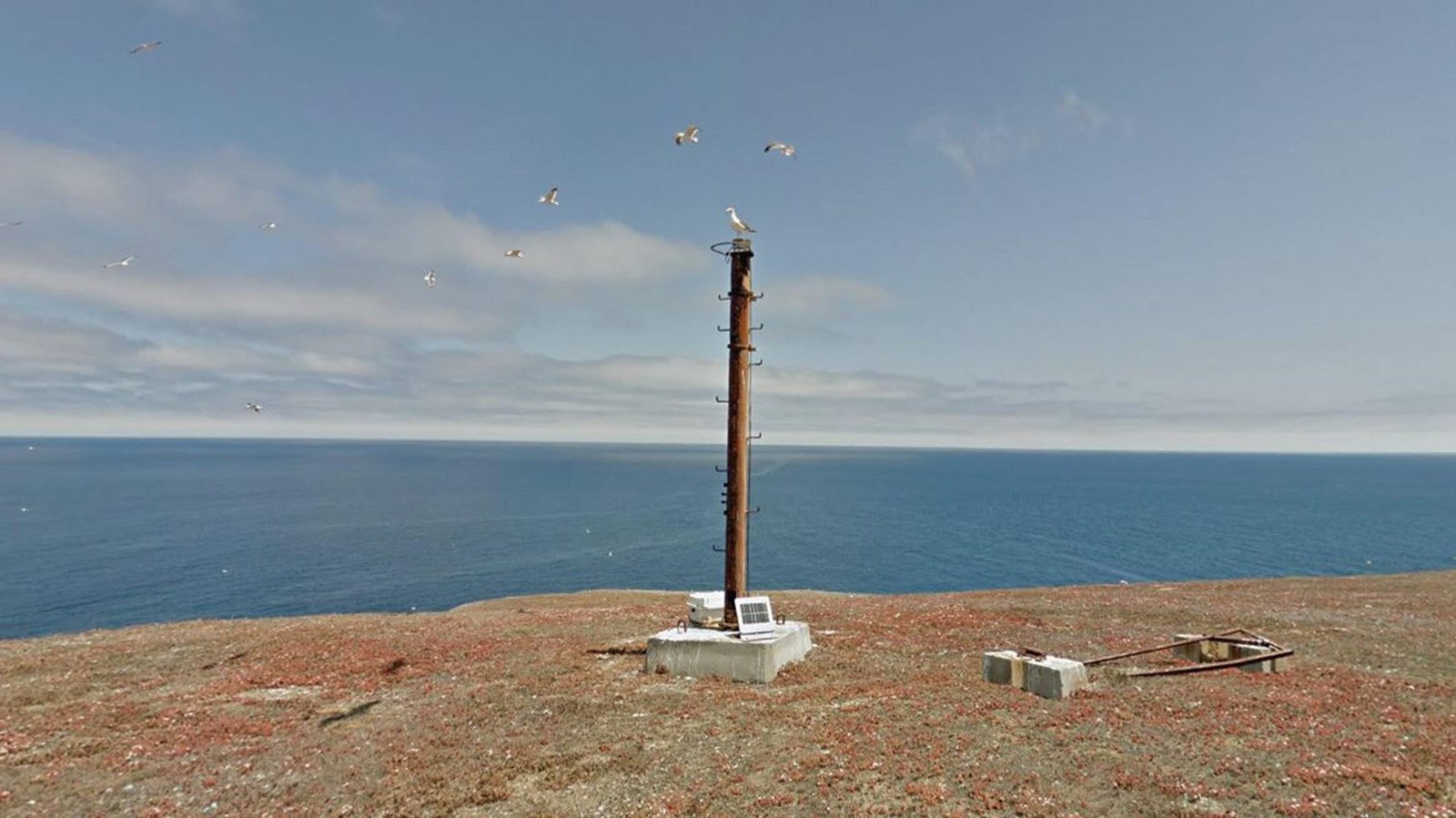 Pole with light on top surrounded by birds.