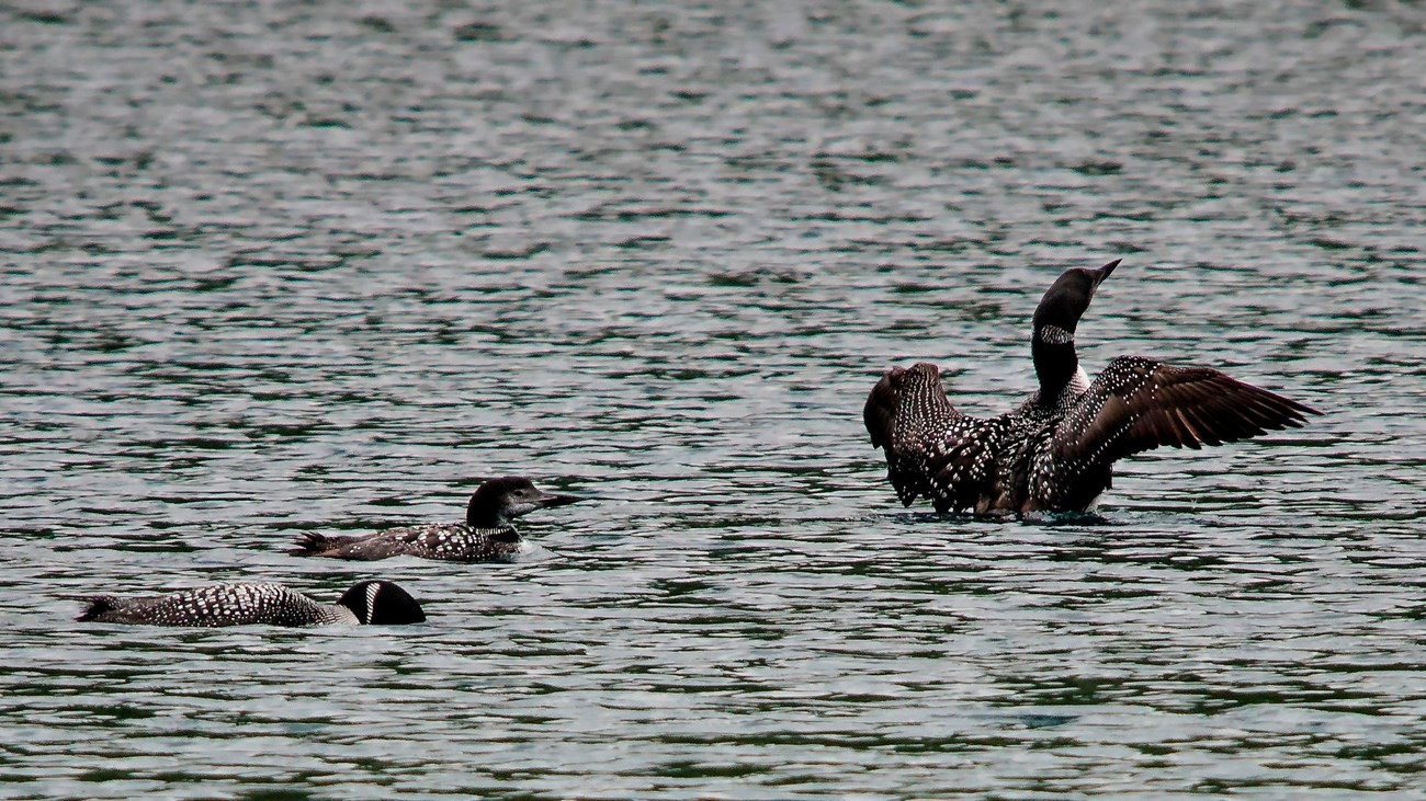 Three black and white checkered birds glide on the water. One flaps its wings about to take flight.