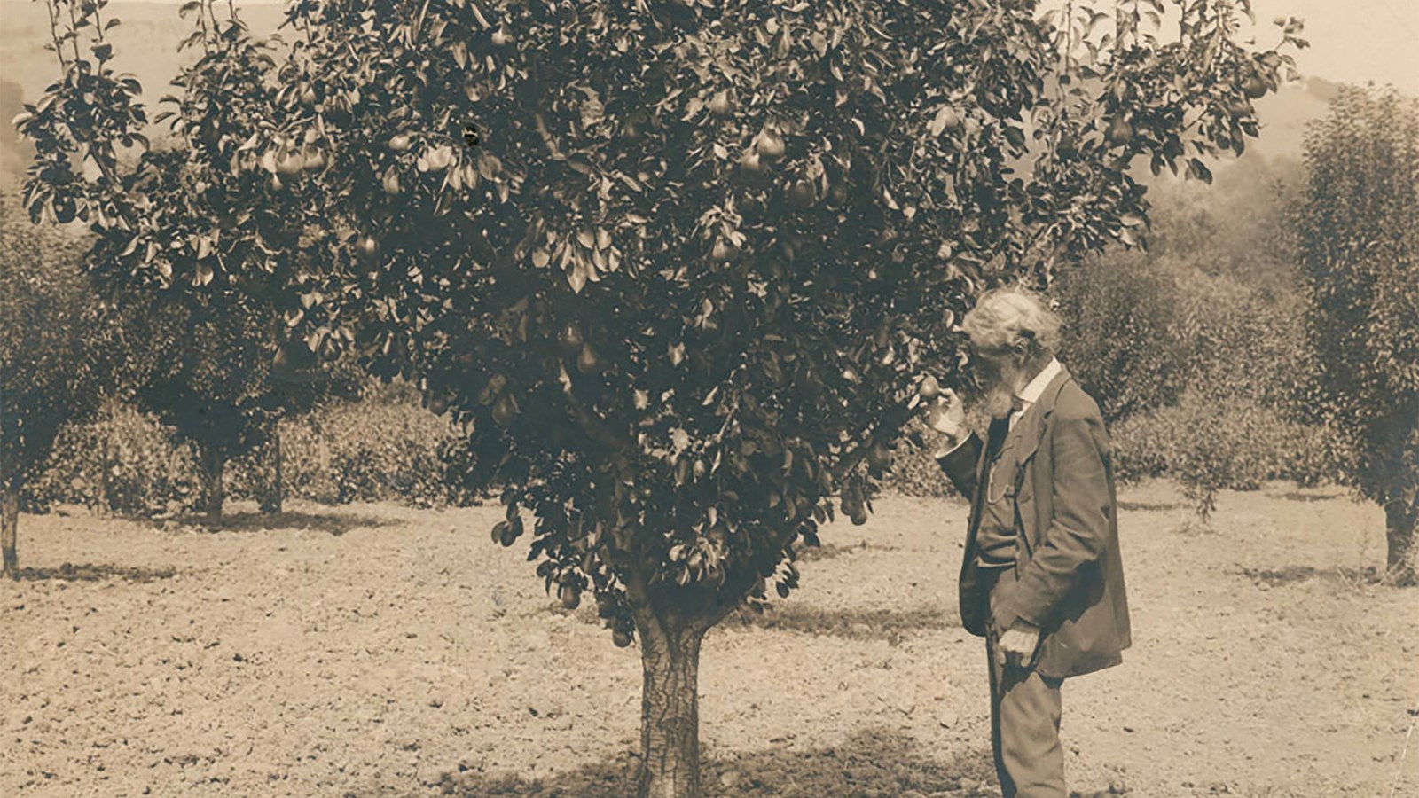 An historic photo of an older man in a suit standing next to a pear tree. 