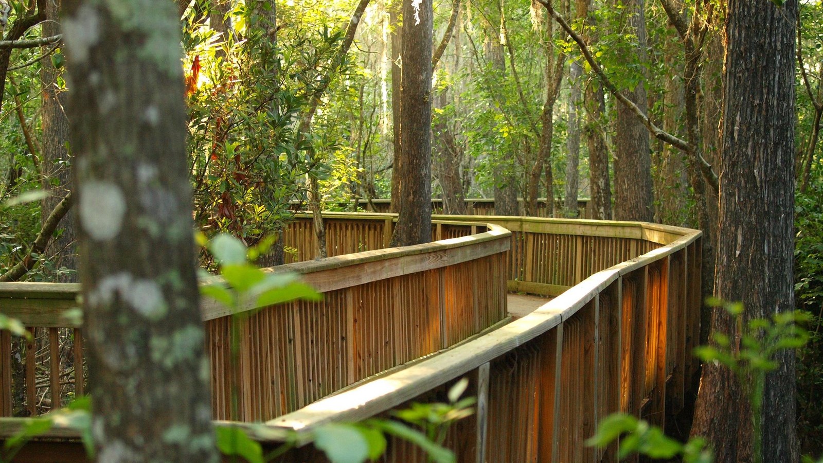 Boardwalk through cypress trees and sunlight