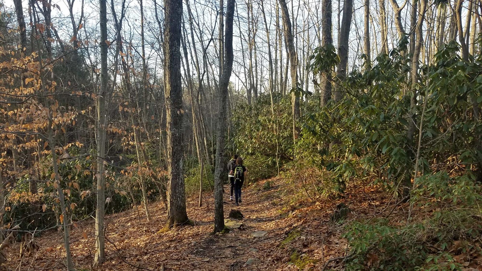 Hikers walking along a leaf covered trail