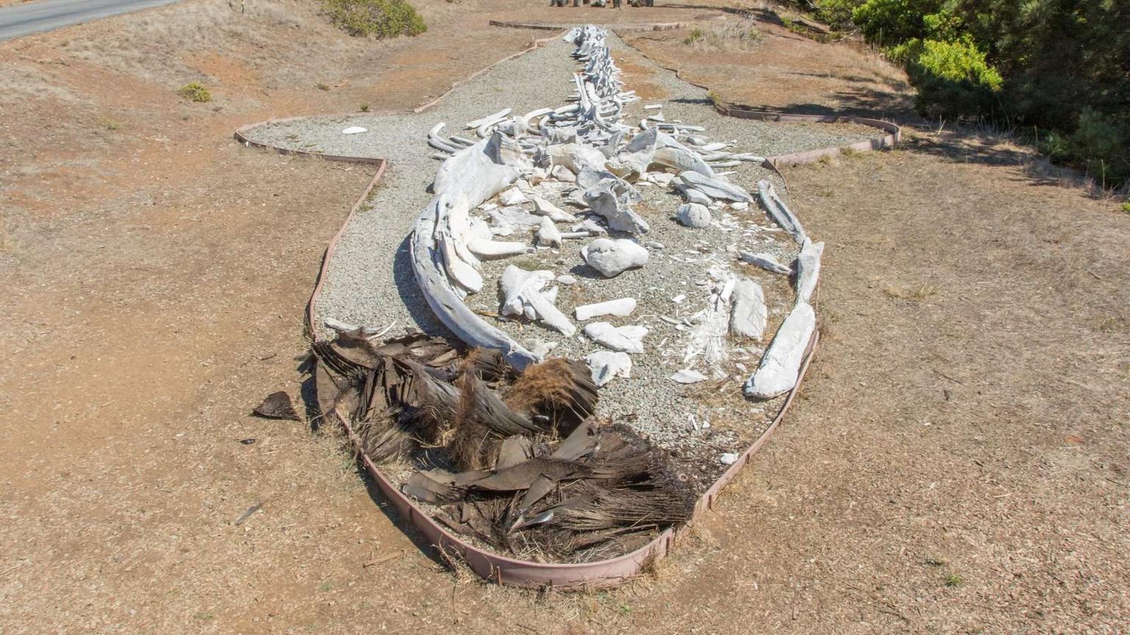 A head-on view of the blue whale skeleton, which is displayed inside an outline of a whale.