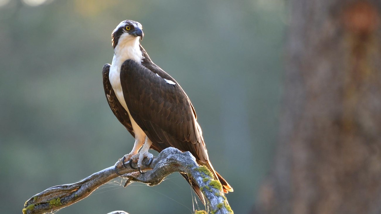 A bird with brown wings and a white breast and neck sits atop a bare branch with cobwebs.