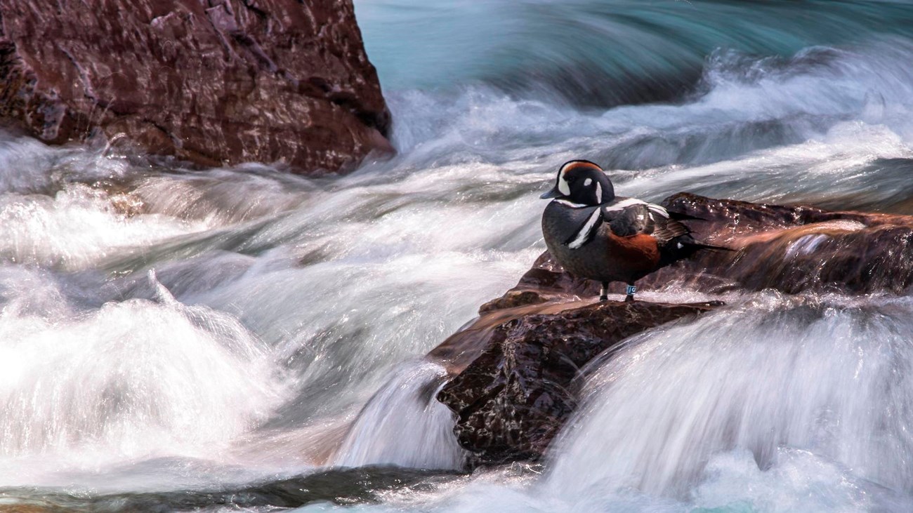 An orange, gray, and white duck sits on a rock amidst rushing water.