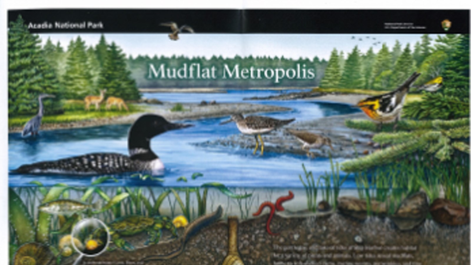 Title: mudflat metropolis over a wetland background with birds and invertebrates.