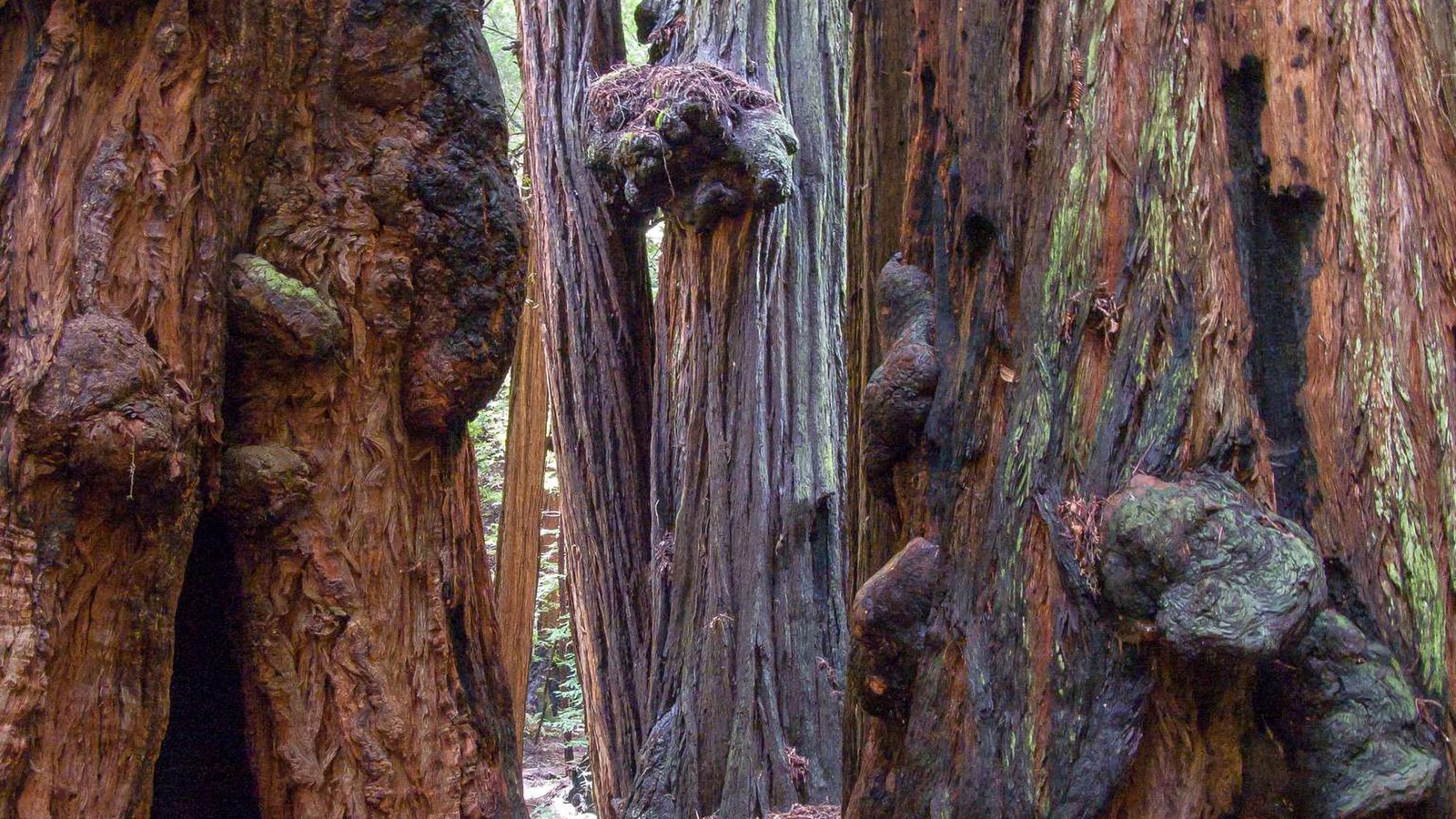 Redwoods covered in knotty burls with old fire scars still clearly visible. 