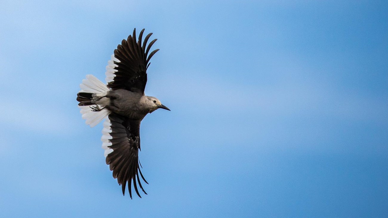 A small bird soars through the sky. It has a gray body with dark wings and white wingtips.