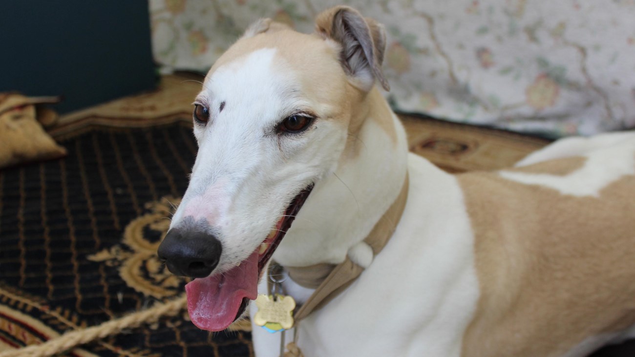 A white and brown greyhound rest on a rug.  