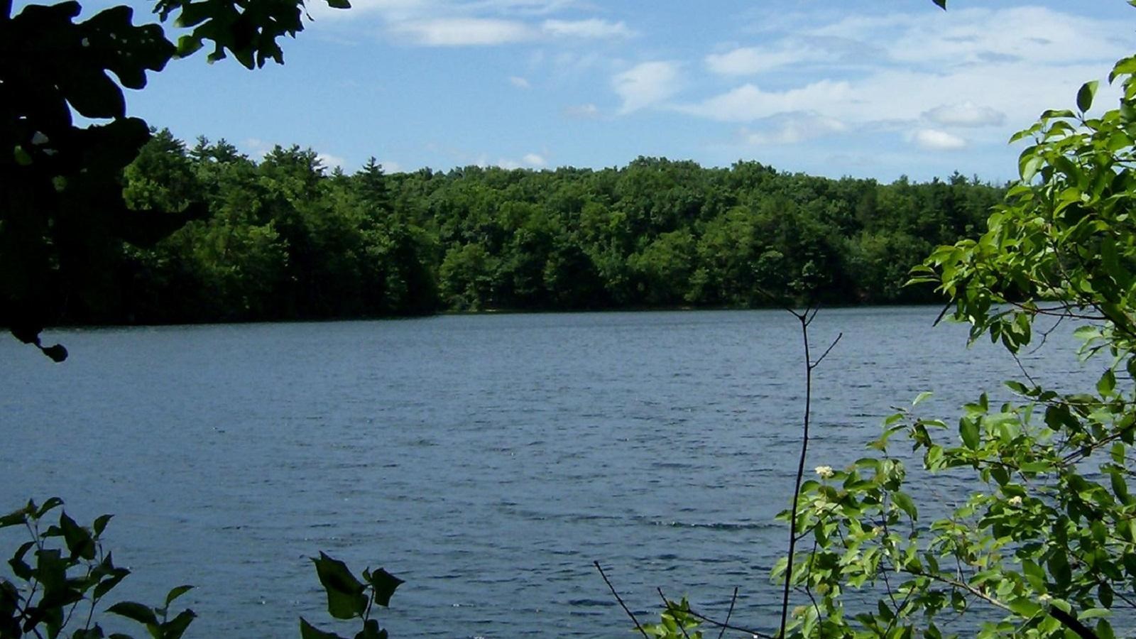 Pond as seen through the foliage. 