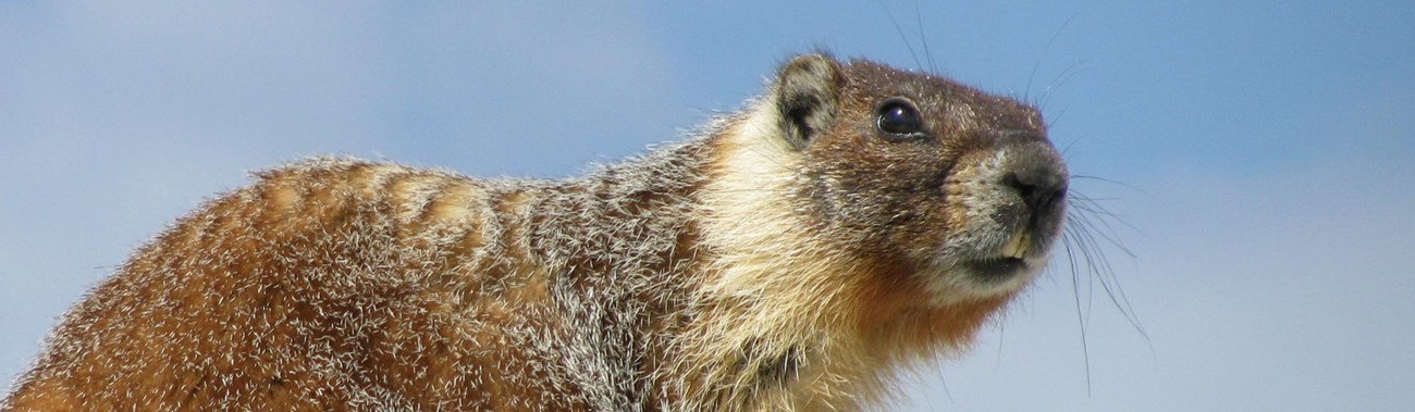 A yellow-bellied marmot stands on top of a rock.