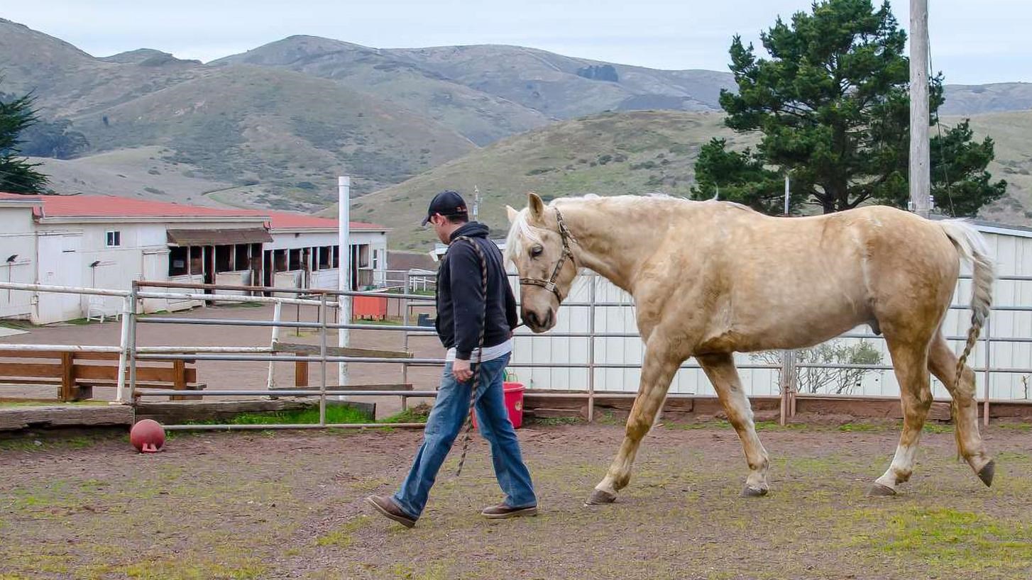 A stable worker leads a horse around a pen.