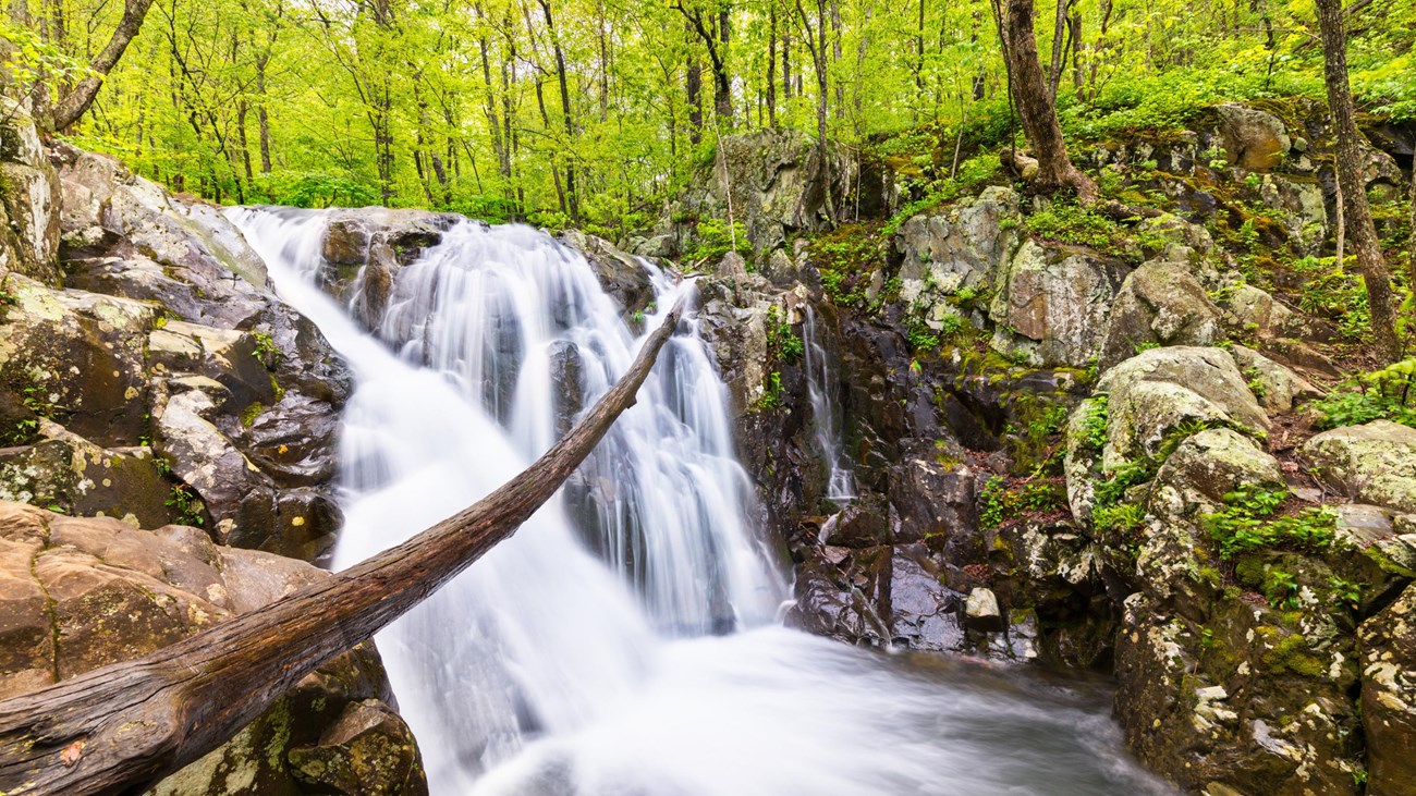 A waterfall in the midst of the green trees from a forest.