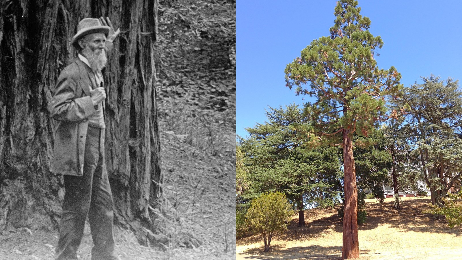 An older man in a suite stands next to a sequoia. Plus a modern photo of a sequoia tree.