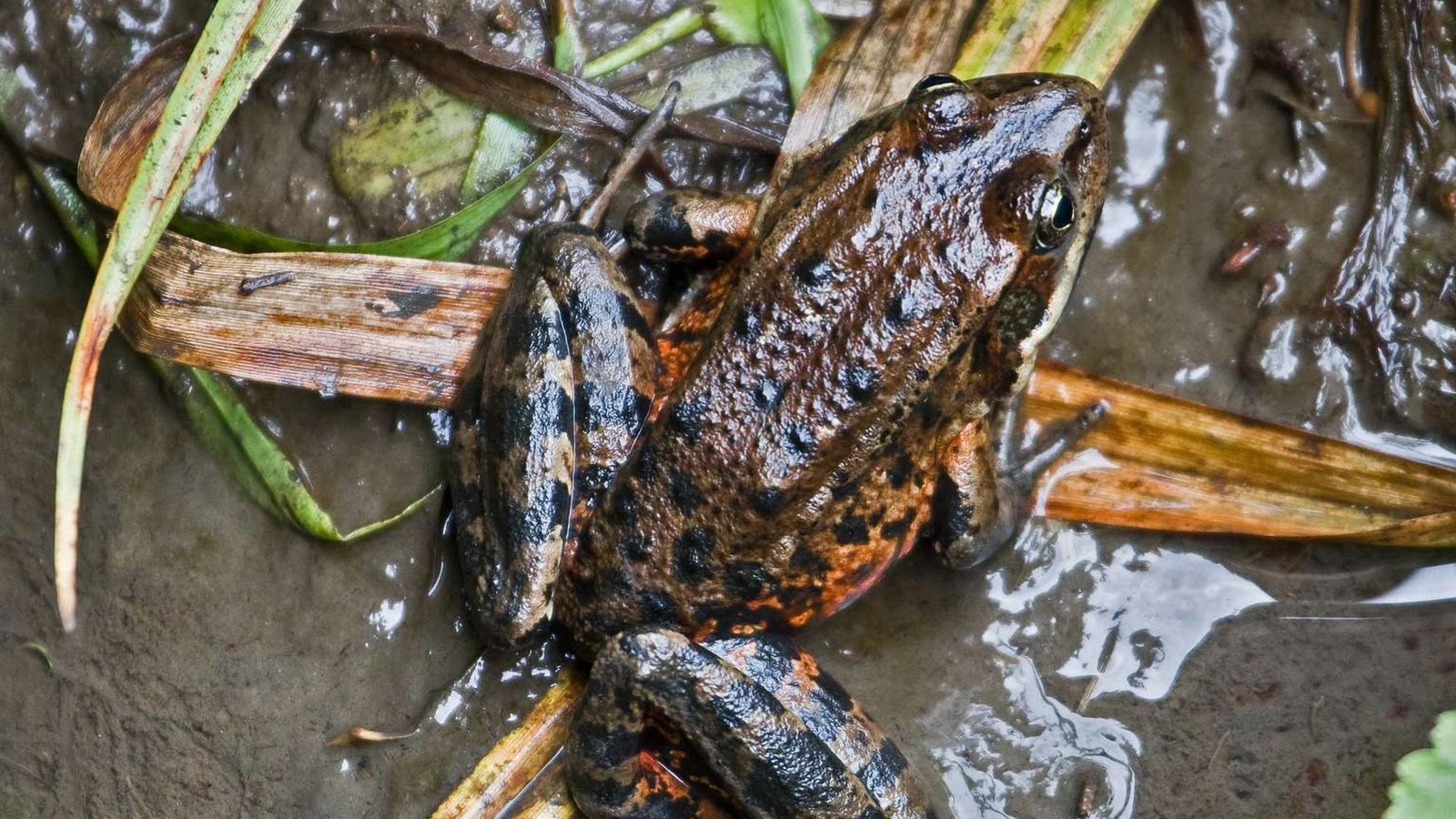 A California red-legged frog sits on a reed in the mud.