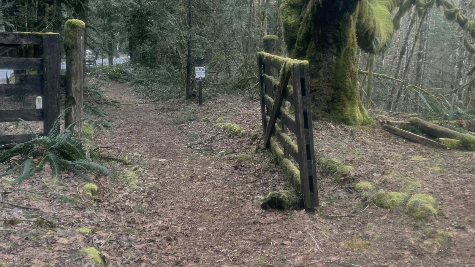 A split rail wooden gate, covered in moss, hangs open next to a large maple tree in a forest.