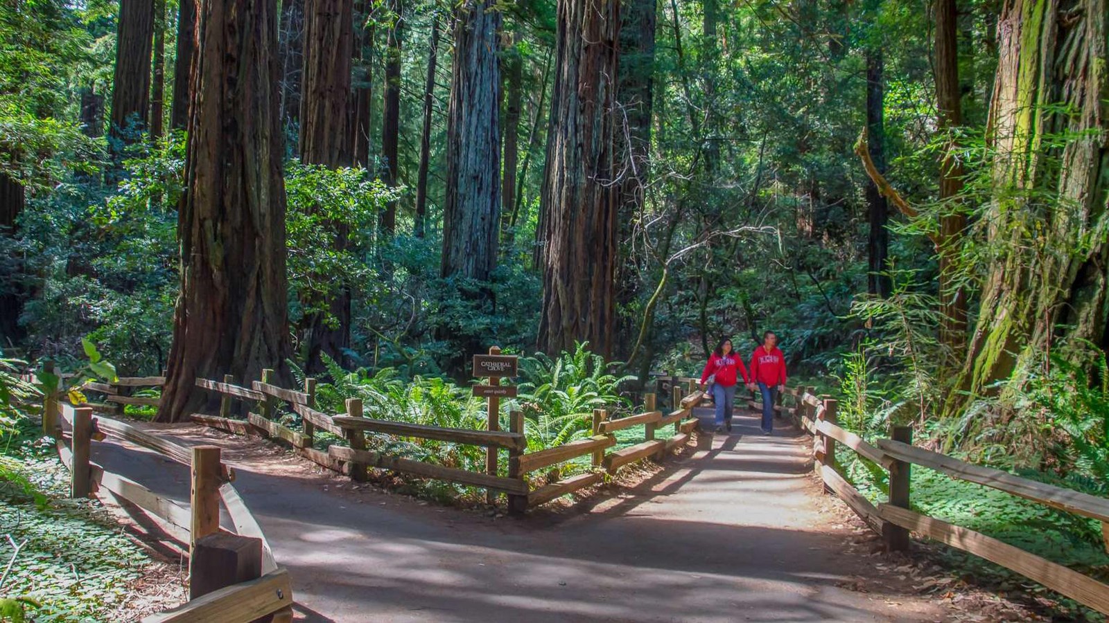 Visitors complete the loop around Cathedral Grove.