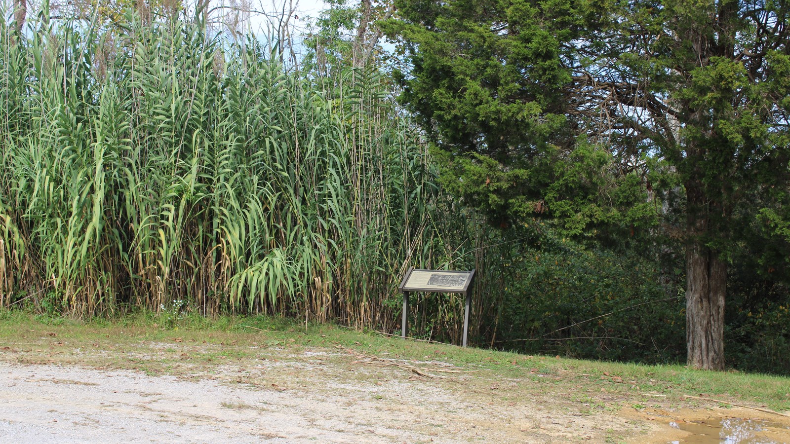 A sign is visible surrounded by thick vegetation and a tree to the right.