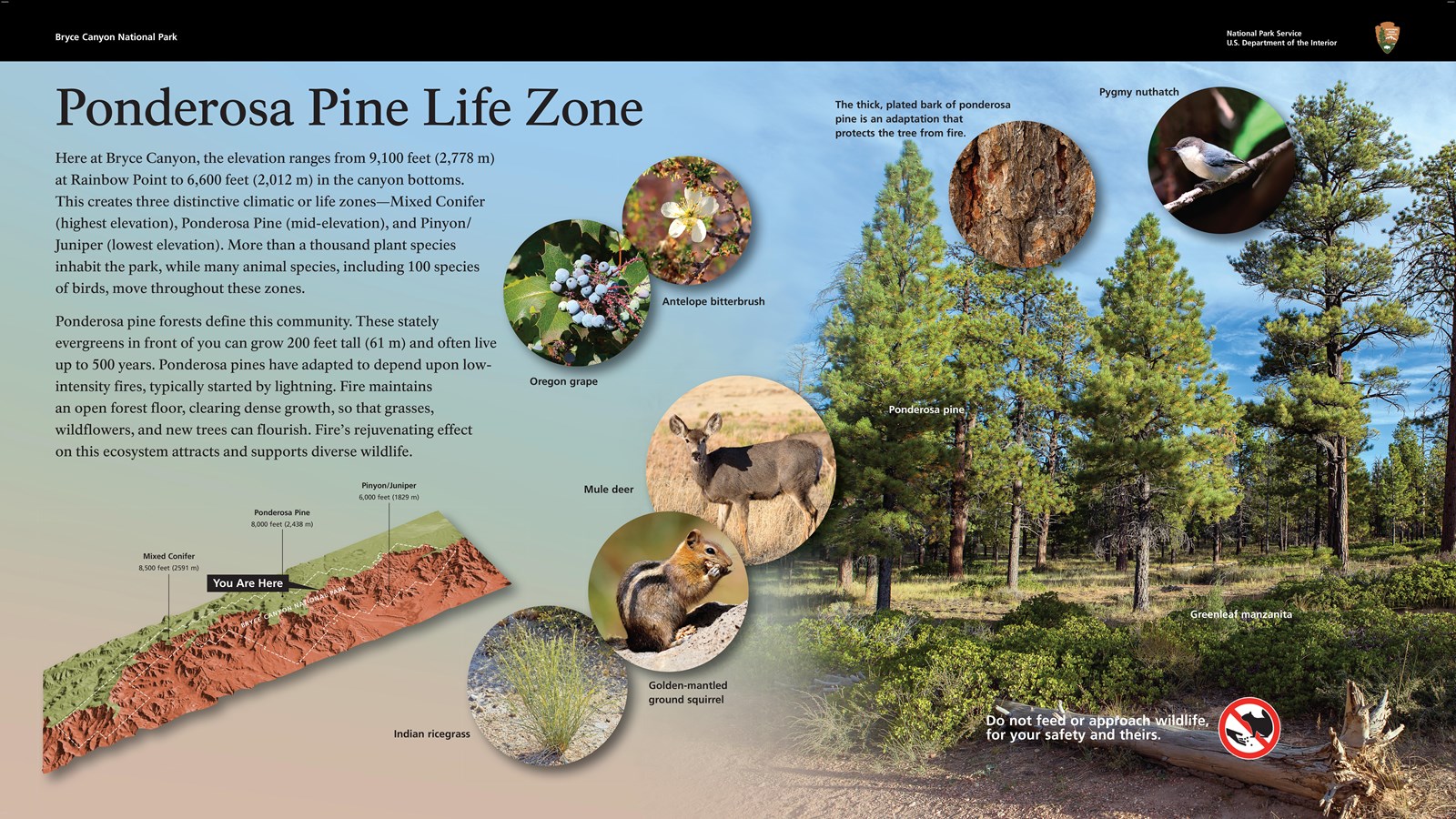 A wayside exhibit providing information about the Ponderosa pine life zone.