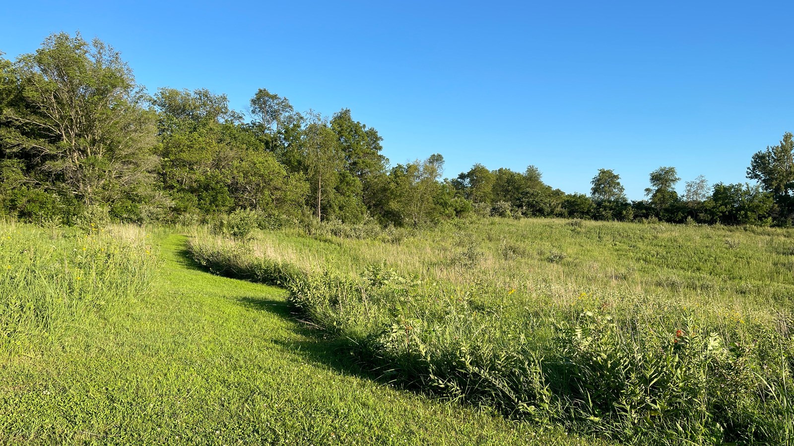A grassy, spring-green hillside occupies the lower half of the photo. Scattered through the grass ar