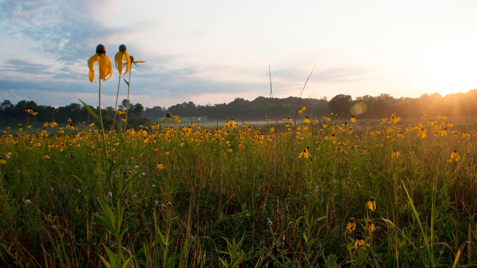 A small prairie of black-eyed Susans with two close-up and trees in the background. Sky is wispy.