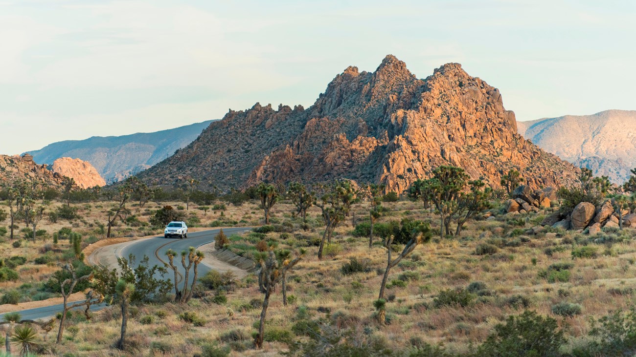A car driving a winding road between Joshua trees with a large rock formations in the background.
