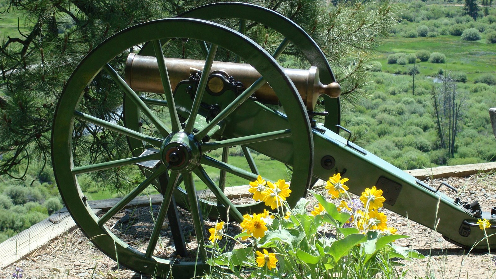 Scenic picture of howitzer with green limber and yellow flowers in the foreground.