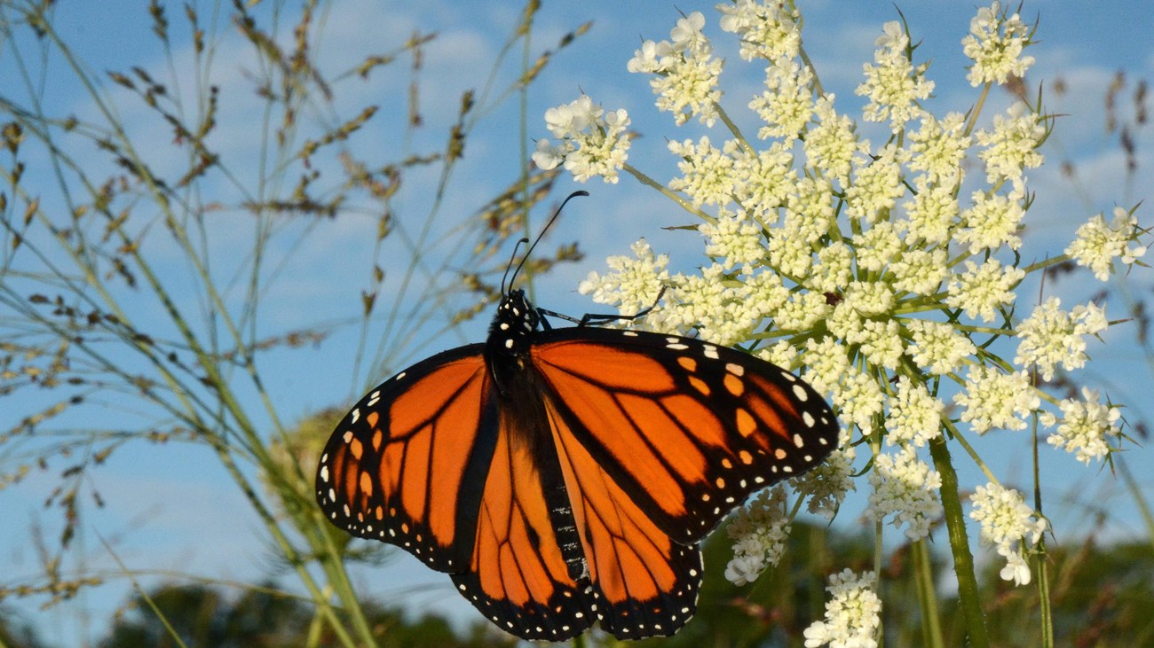 Monarch butterfly on a yellow flower