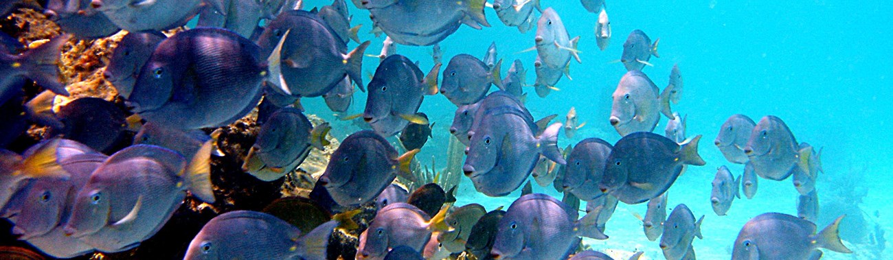 Elkhorn and Blue Tang at Hawksnest Bay