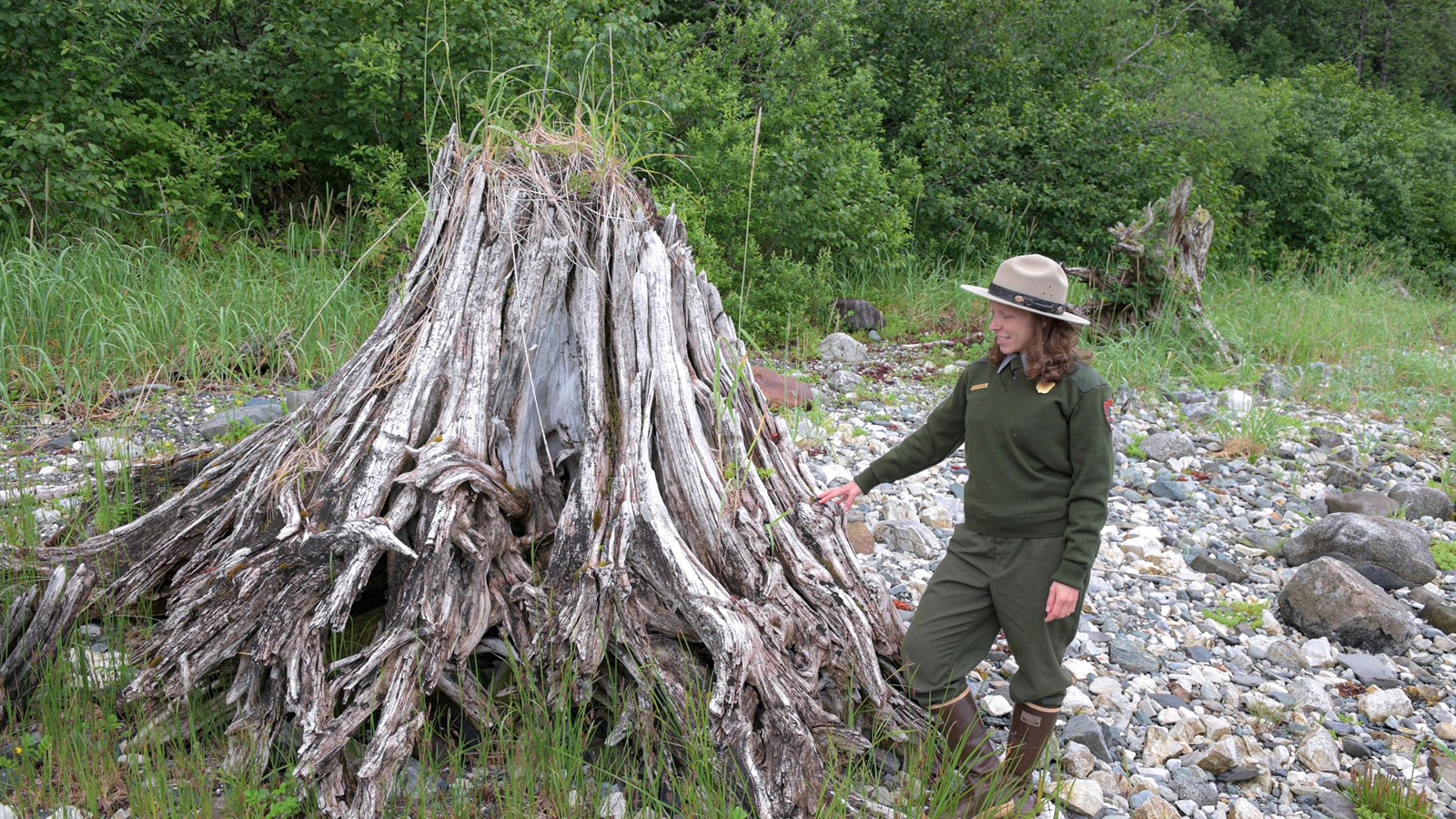 Park ranger stands beside a dries broken stump, sitting on a rocky beach. Plants grow on the stump.