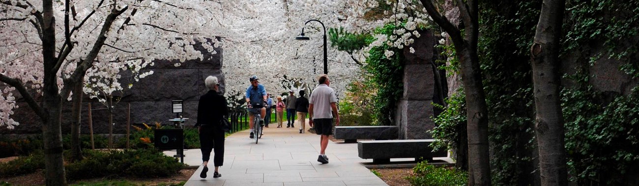 Cherry trees blooming at the Franklin Roosevelt Memorial