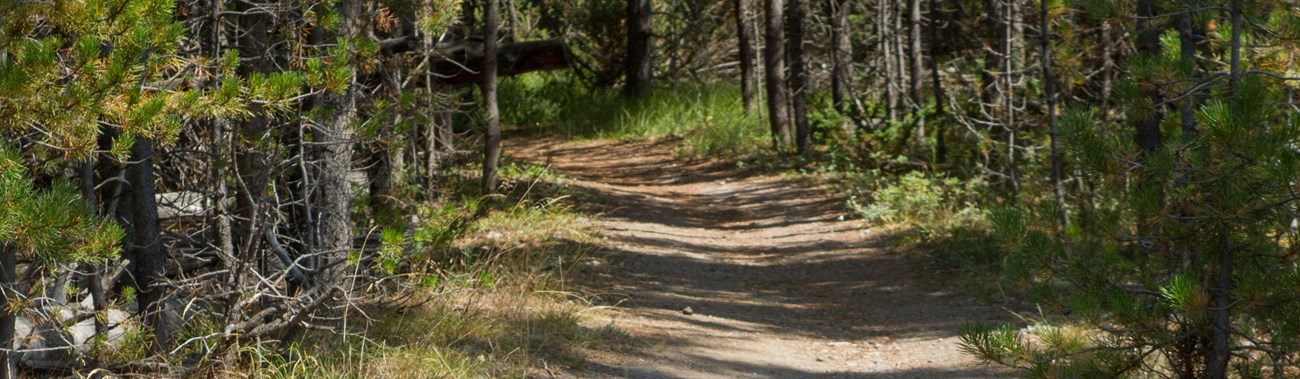 Bare ground trail leading through a pine forest.