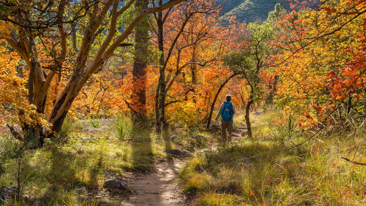 A woman carrying a backpack walks along a trail surrounded by vibrant fall foliage. 