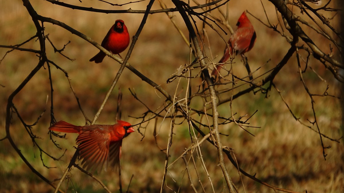 Three red cardinals. Two sit on a branch, one in flight.