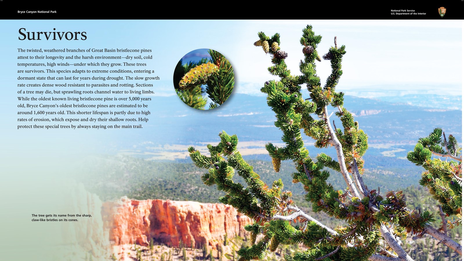 Wayside exhibit explaining how the Bristlecone pine thrives in harsh environments.