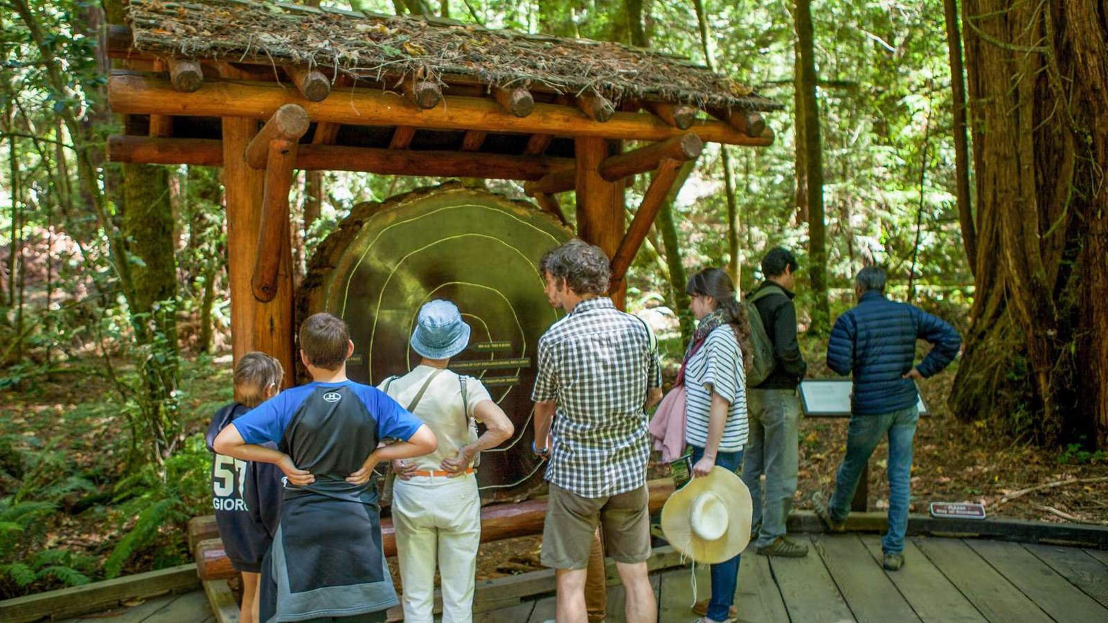  Visitors examine the timeline on the redwood cross-section. 