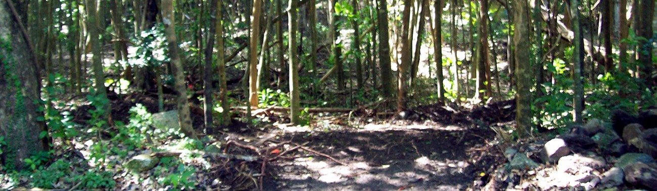 Cinnamon Bay Self Guided Trail