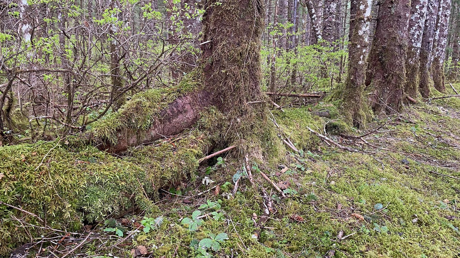 a line of trees grows from the remains of a fallen log, now a linear bump covered in moss.