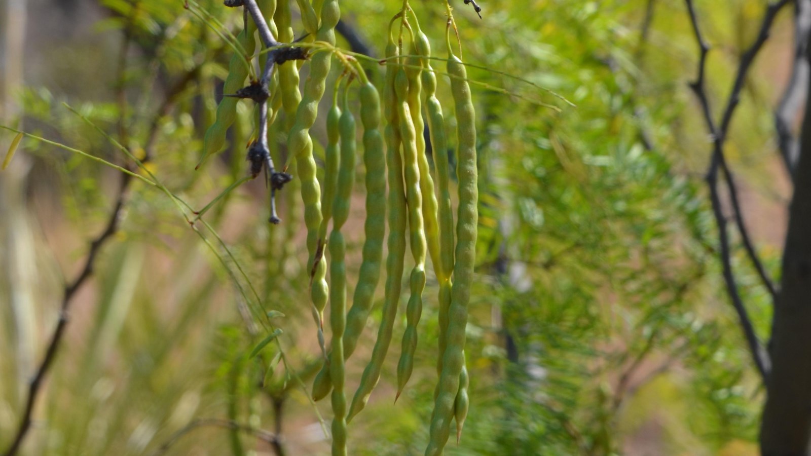 A cluster of young, green seed pods hang from a branch of a mesquite tree.