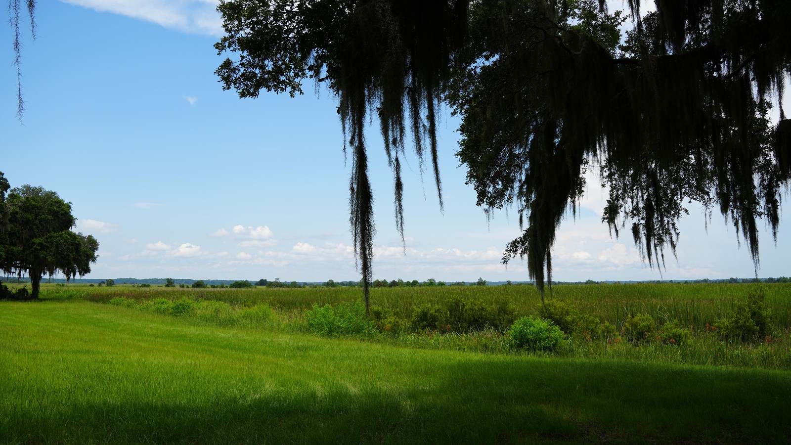 A grass trail leading to rice dikes that now have tall grasses and are surrounded by oak trees.