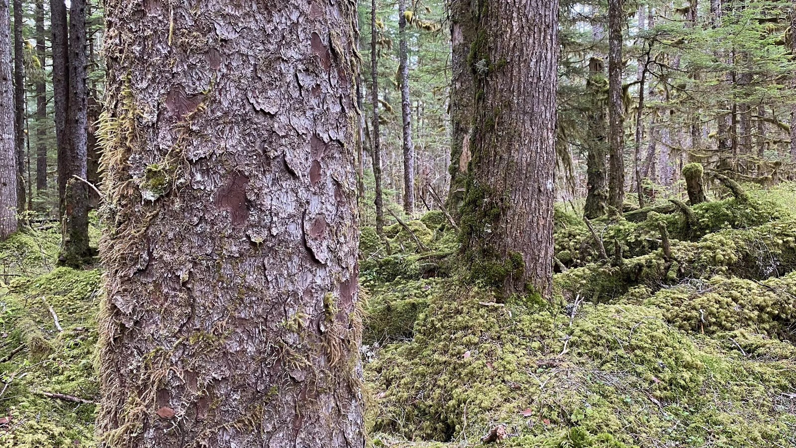 Mossy forest. A spruce tree is closest to the camera on the left, a spruce is to the right.