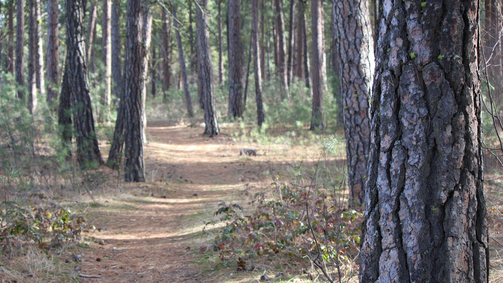 A dirt path winds through pine trees.