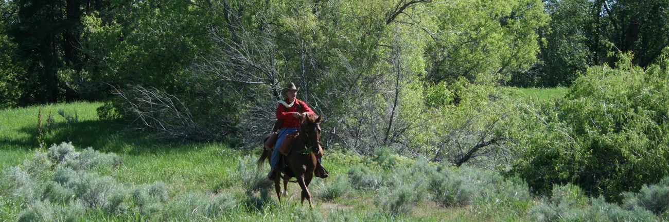 A man rides a horse through a vegetated area.