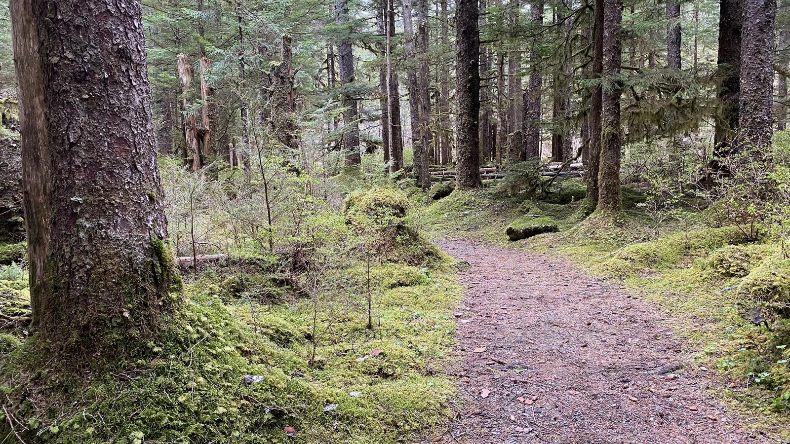 A narrow rocky path winds through a mossy forest