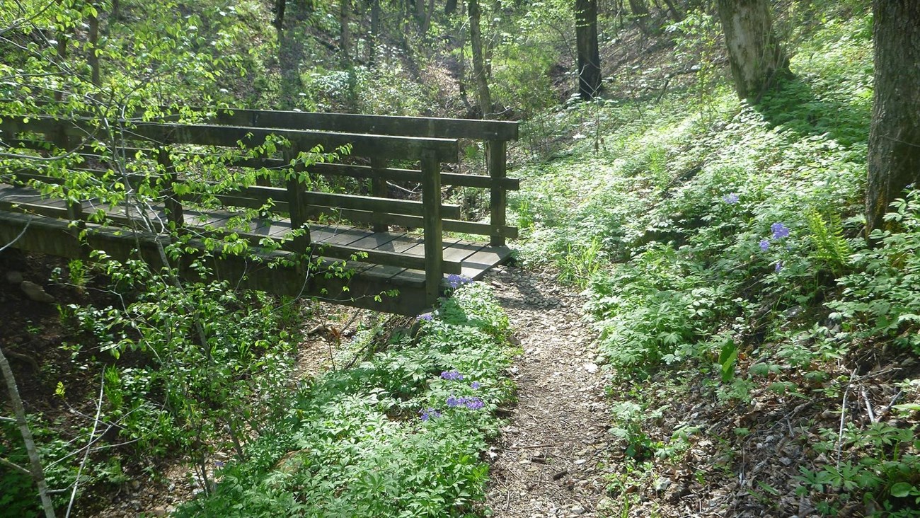 wooden bridge in forest with green plants and purple flowers