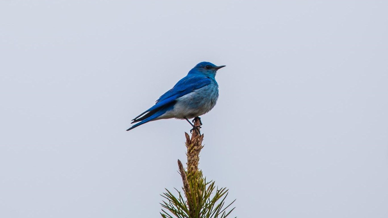 A sky-blue bird sits at the top of a coniferous tree against a gray sky.