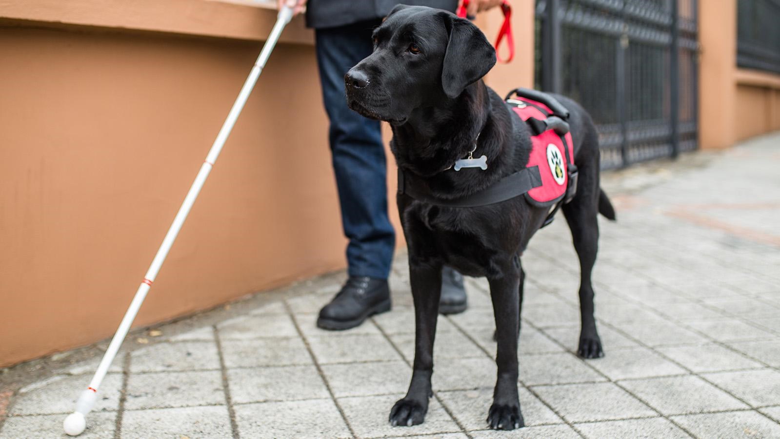 A black service dog on a sidewalk in front of a man with a white cane.