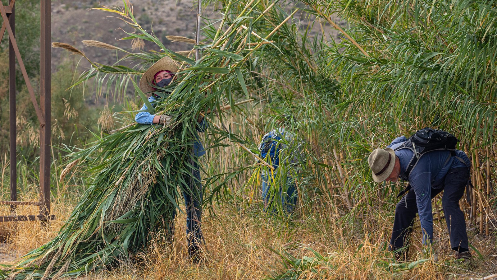 Several people are using hand tools to cut cane and carry the cuttings to a truck.