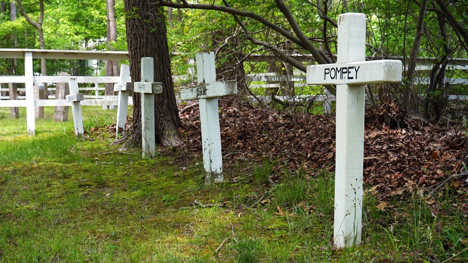 Several wooden white crosses are lined up near the edge of a forest and field.