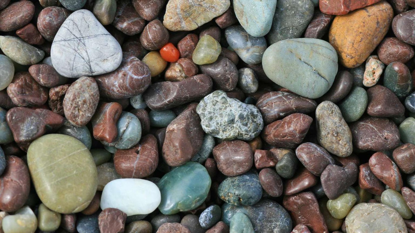 Colorful Franciscan Pebbles including orange carnelian, red and green chert, sandstone and basalt.