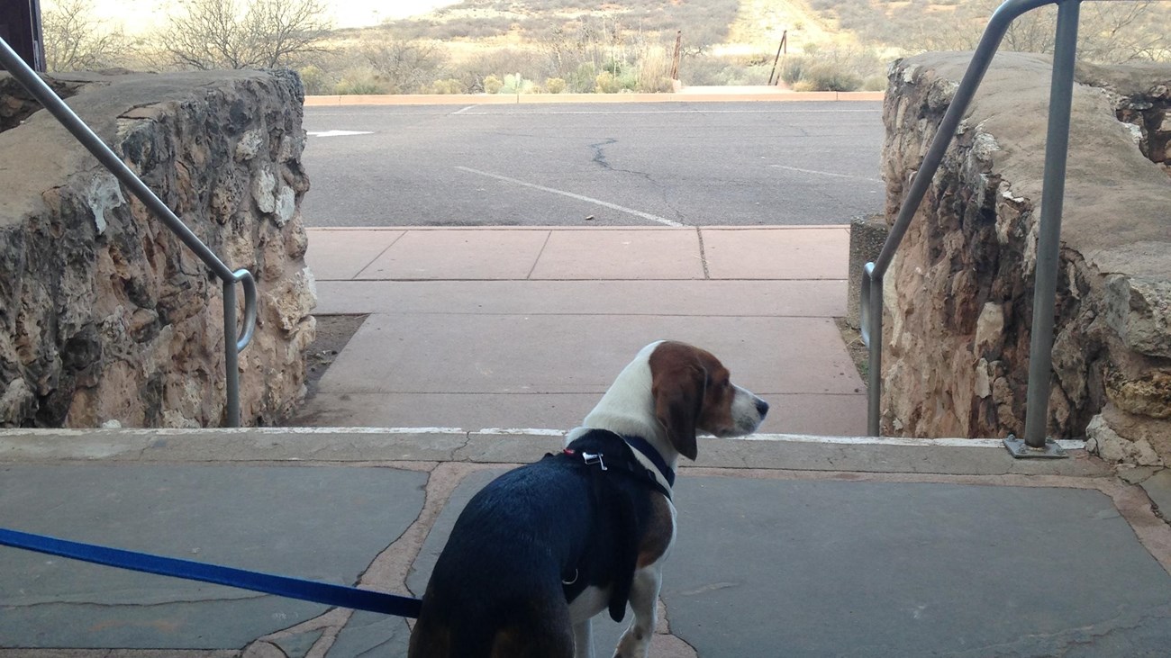a dog standing on stone steps above a desert parking lot